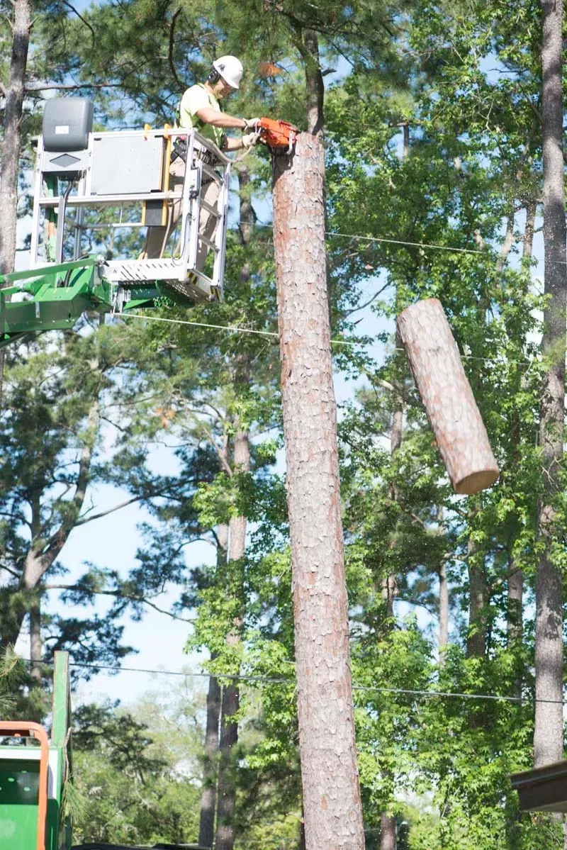 Crane lowering a large log section from the canopy — crane tree removal in Jacksonville, FL by Jax Tree Removal
