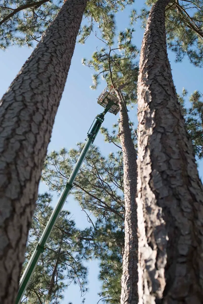 Crane rigging suspended pine logs — crane tree removal in Jacksonville, FL by Jax Tree Removal