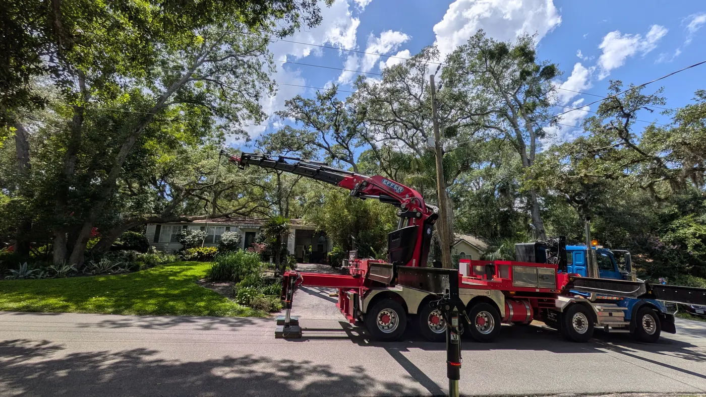Crane tree removal — crane tree removal in Jacksonville, FL by Jax Tree Removal