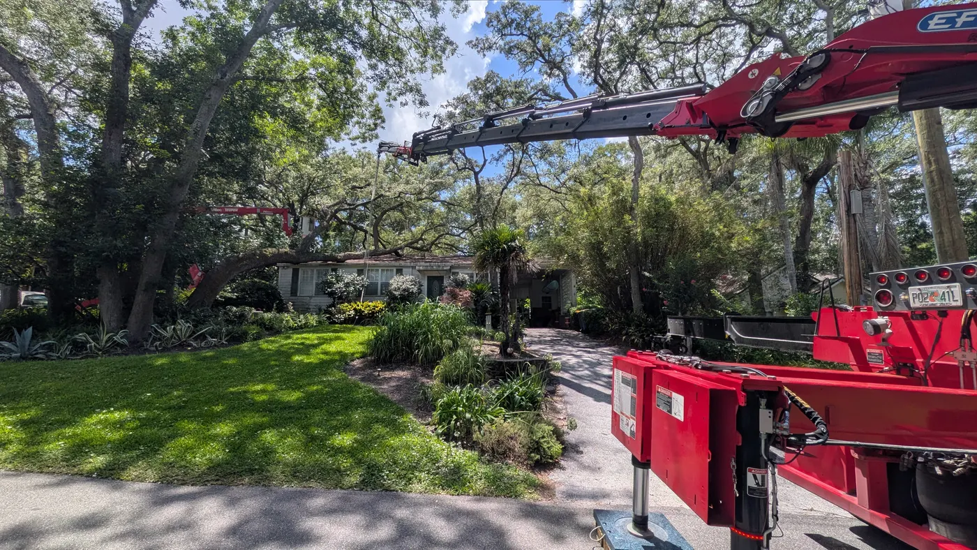 Crane tree removal — crane tree removal in Jacksonville, FL by Jax Tree Removal