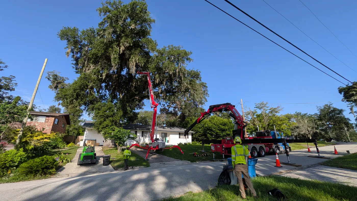 Crane tree removal — crane tree removal in Jacksonville, FL by Jax Tree Removal
