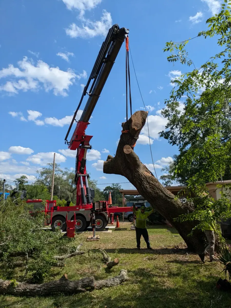 Crane tree removal — crane tree removal in Jacksonville, FL by Jax Tree Removal