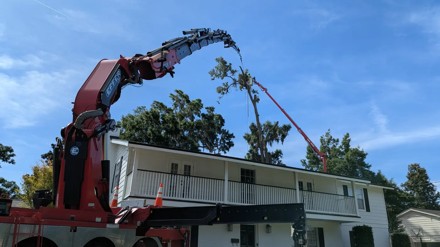 Crane tree removal — crane tree removal in Jacksonville, FL by Jax Tree Removal