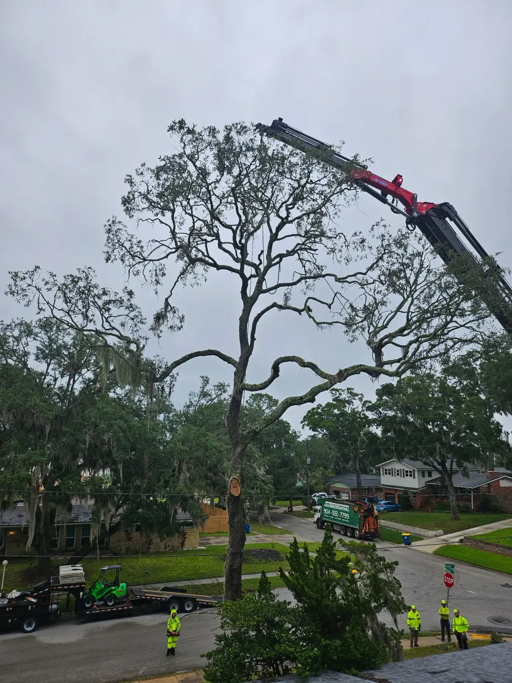 Crane tree removal — crane tree removal in Jacksonville, FL by Jax Tree Removal