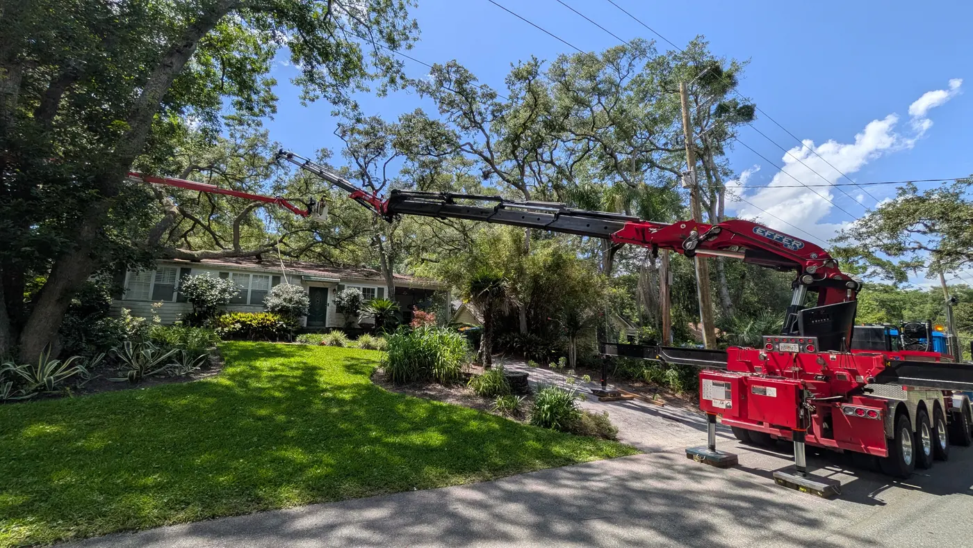 Crane tree removal — crane tree removal in Jacksonville, FL by Jax Tree Removal