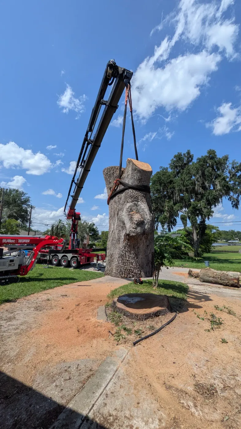 Crane tree removal — crane tree removal in Jacksonville, FL by Jax Tree Removal