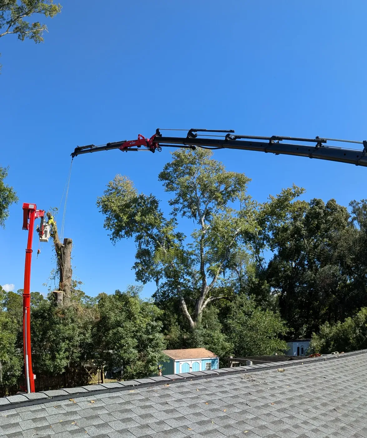 Crane tree removal — crane tree removal in Jacksonville, FL by Jax Tree Removal