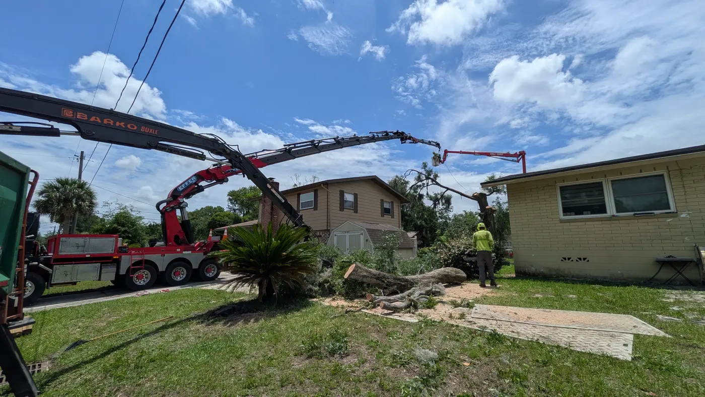 Crane tree removal — crane tree removal in Jacksonville, FL by Jax Tree Removal