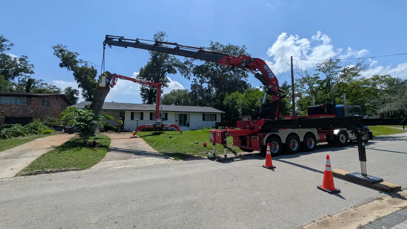 Crane tree removal — crane tree removal in Jacksonville, FL by Jax Tree Removal