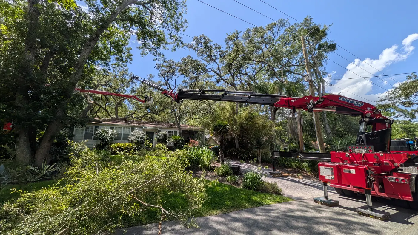 Crane tree removal — crane tree removal in Jacksonville, FL by Jax Tree Removal