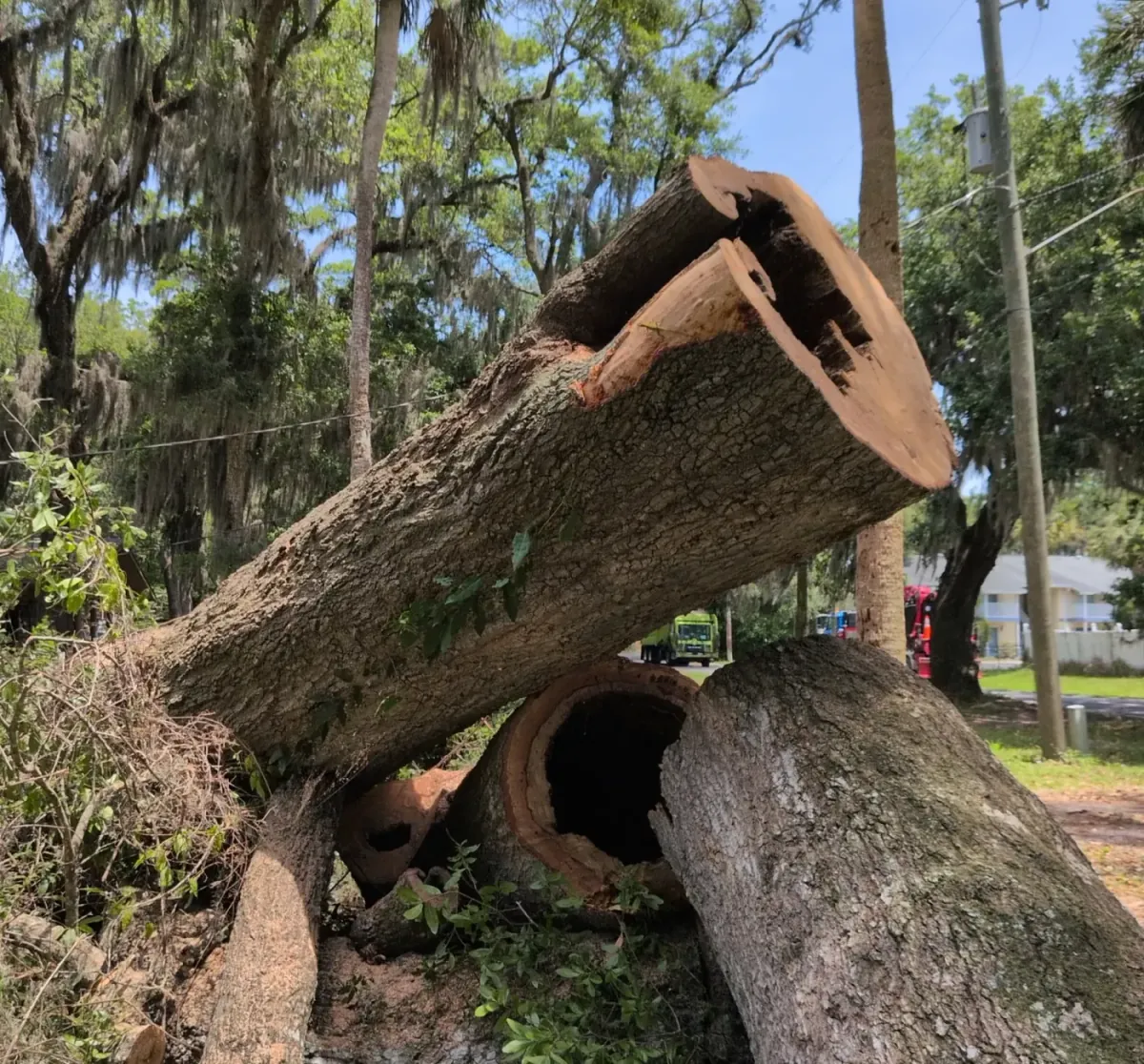 Massive felled oak trunk revealing a large hollow, rotted cavity after removal in Jacksonville, FL