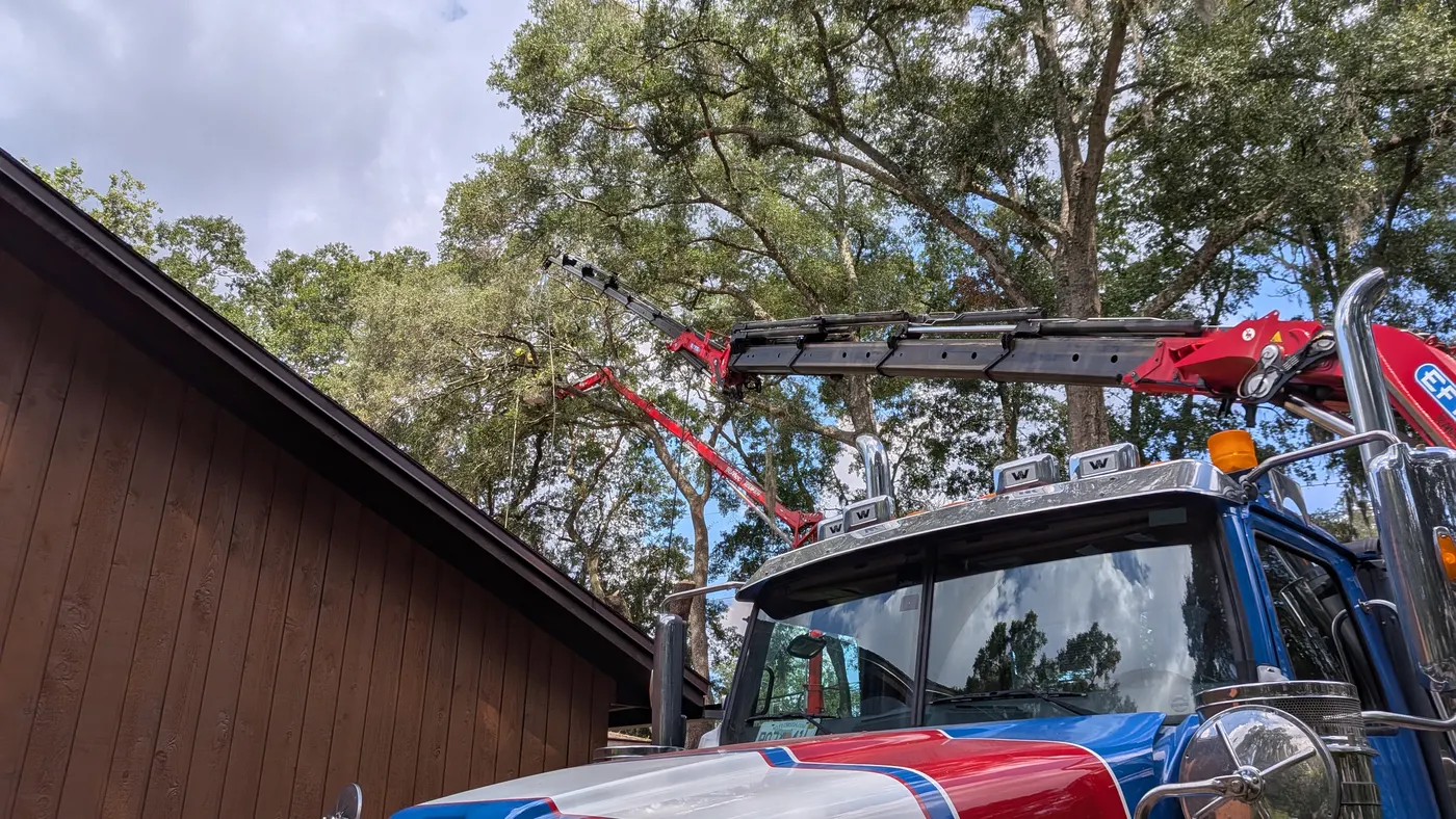 Crane tree removal — crane tree removal in Jacksonville, FL by Jax Tree Removal