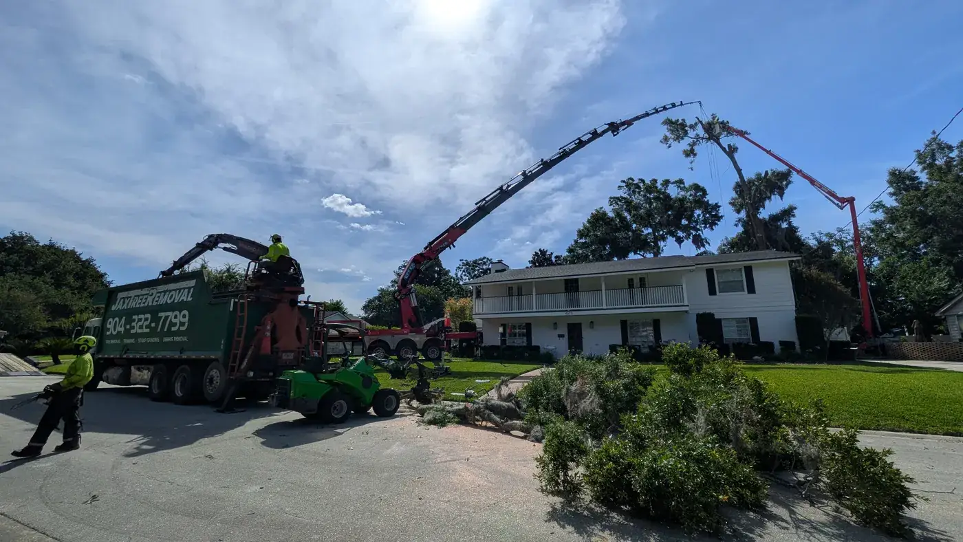 Crane tree removal — crane tree removal in Jacksonville, FL by Jax Tree Removal
