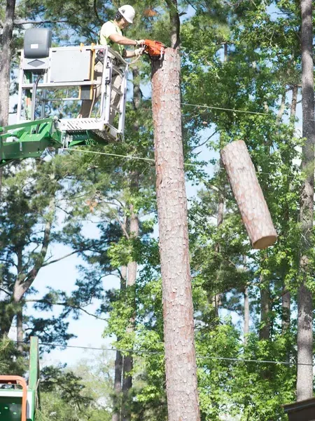 Crane lowering a large log section from the canopy — crane tree removal in Jacksonville, FL by Jax Tree Removal