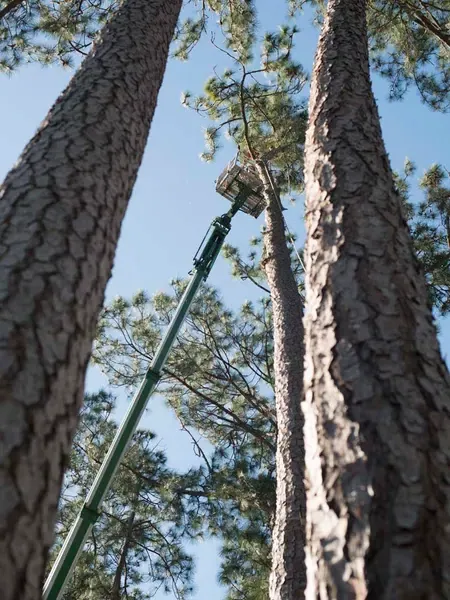 Crane rigging suspended pine logs — crane tree removal in Jacksonville, FL by Jax Tree Removal