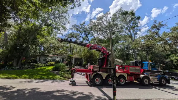 Crane tree removal — crane tree removal in Jacksonville, FL by Jax Tree Removal