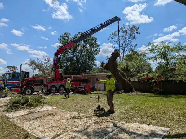 Crane tree removal — crane tree removal in Jacksonville, FL by Jax Tree Removal