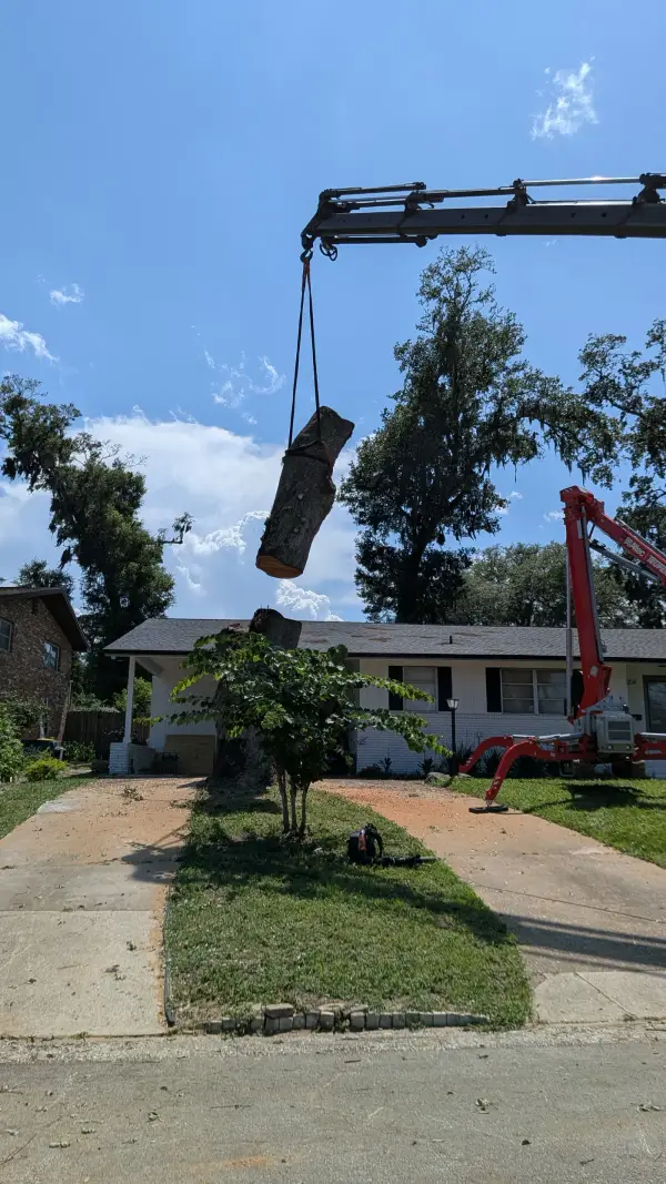 Crane tree removal — crane tree removal in Jacksonville, FL by Jax Tree Removal
