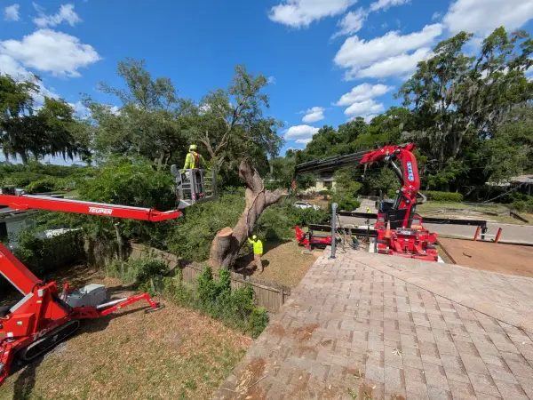 Crane tree removal — crane tree removal in Jacksonville, FL by Jax Tree Removal