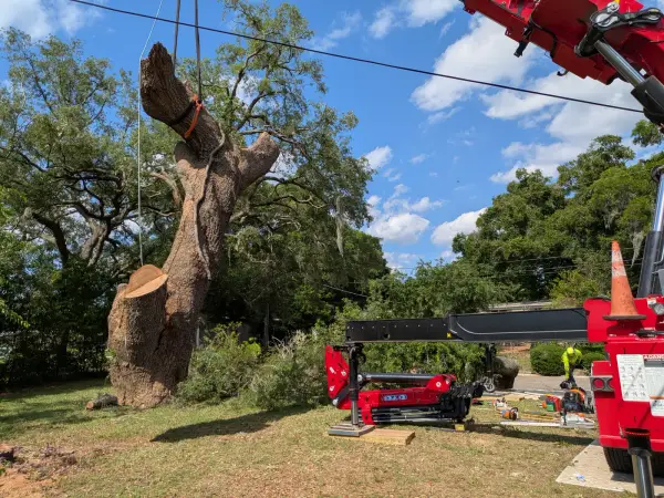 Crane tree removal — crane tree removal in Jacksonville, FL by Jax Tree Removal