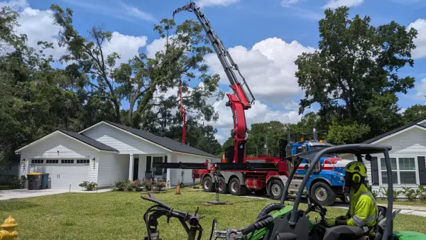 Crane tree removal — crane tree removal in Jacksonville, FL by Jax Tree Removal