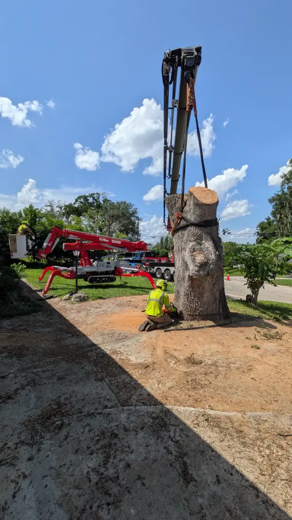 Crane tree removal — crane tree removal in Jacksonville, FL by Jax Tree Removal