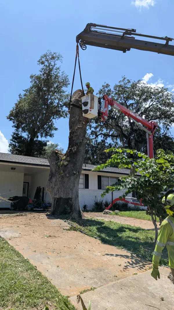 Crane tree removal — crane tree removal in Jacksonville, FL by Jax Tree Removal