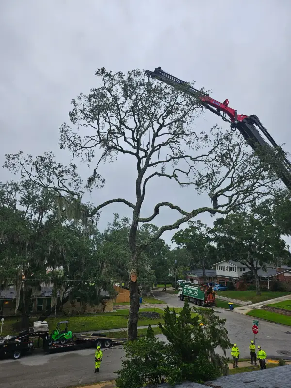 Crane tree removal — crane tree removal in Jacksonville, FL by Jax Tree Removal