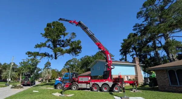Crane tree removal — crane tree removal in Jacksonville, FL by Jax Tree Removal