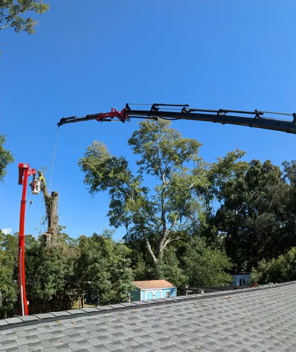 Crane tree removal — crane tree removal in Jacksonville, FL by Jax Tree Removal