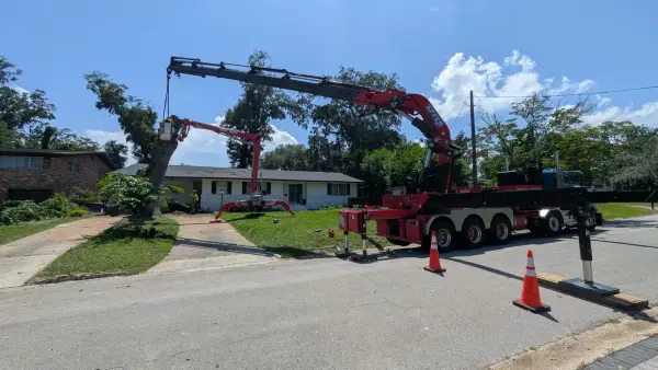 Crane tree removal — crane tree removal in Jacksonville, FL by Jax Tree Removal