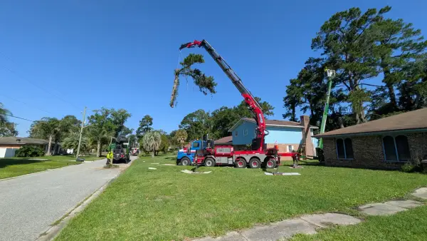 Crane tree removal — crane tree removal in Jacksonville, FL by Jax Tree Removal