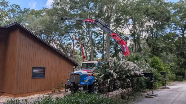 Crane tree removal — crane tree removal in Jacksonville, FL by Jax Tree Removal